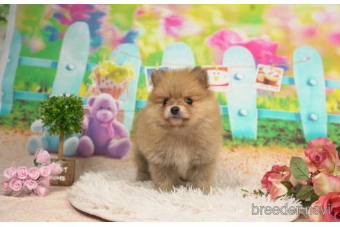 成約済の千葉県のポメラニアン-211970の2枚目